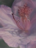 Rhododendron Zauber